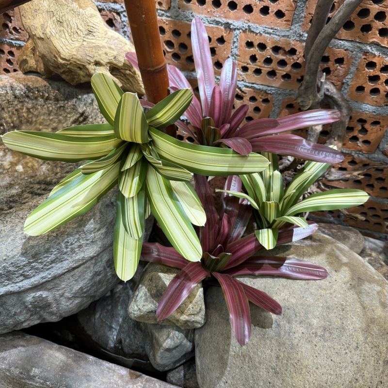 Artificial Bromeliad Potted Pl - String Of Pearls Plant recension och pris