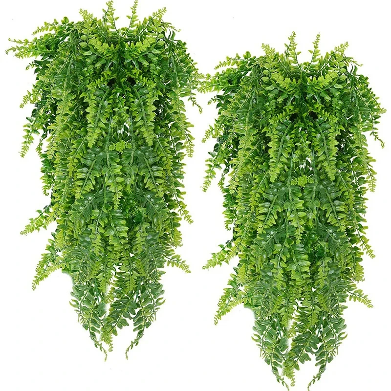 Persian fern Leaves Vines Home - String Of Pearls Plant recension och pris