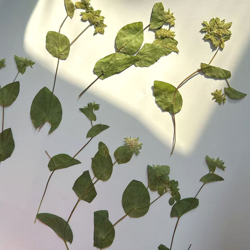 60Pcs Rabbit Ear Grass with Br - Plant Parent Sticker recension och pris